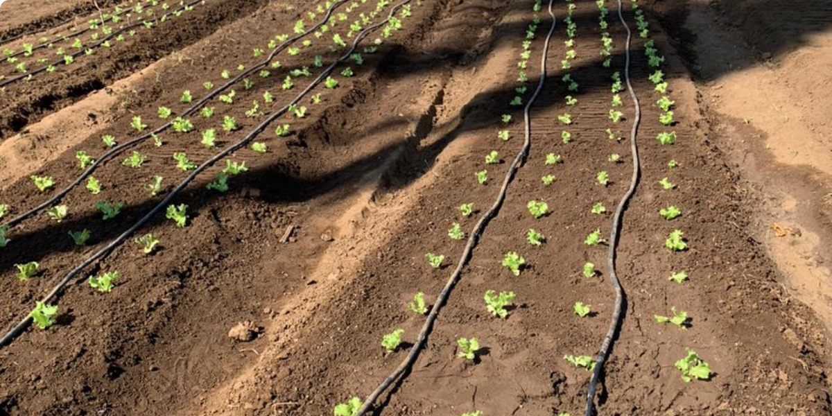  imagen Huertos escolares&nbsp; 