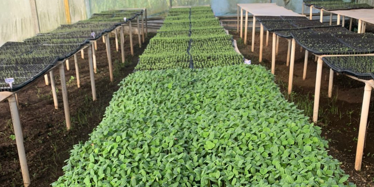  imagen Huertos escolares&nbsp; 