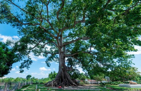  imagen El &aacute;rbol m&aacute;s antiguo del pa&iacute;s es una Ceiba Pentandra 