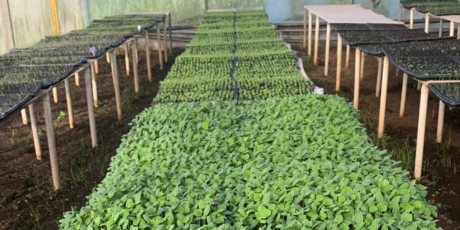  imagen Huertos escolares&nbsp; 